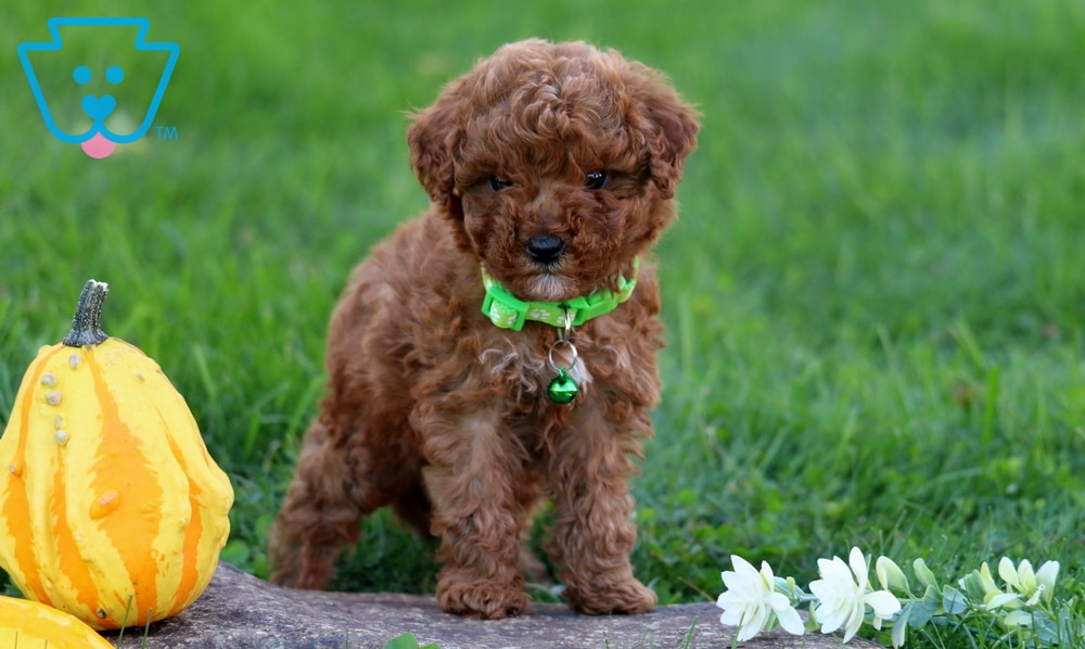 Melody (Toy Poodle, Female) in Honey Brook, PA