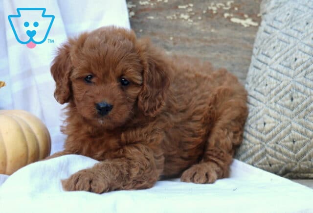 Mercedes Mini Bernedoodle image