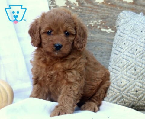 Mercedes Mini Bernedoodle2