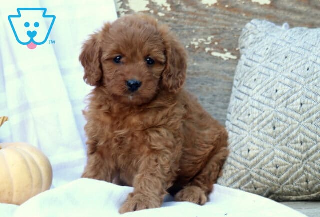 Mercedes Mini Bernedoodle2 image