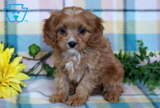 Red Cavapoo puppy with a fluffy wavy coat and small white chest marking sitting on a pastel plaid blanket beside a sunflower and greenery. image