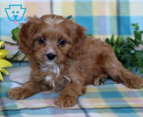 Red Cavapoo puppy with a soft wavy coat and white chest marking lying on a pastel plaid blanket beside a sunflower and leafy greenery.