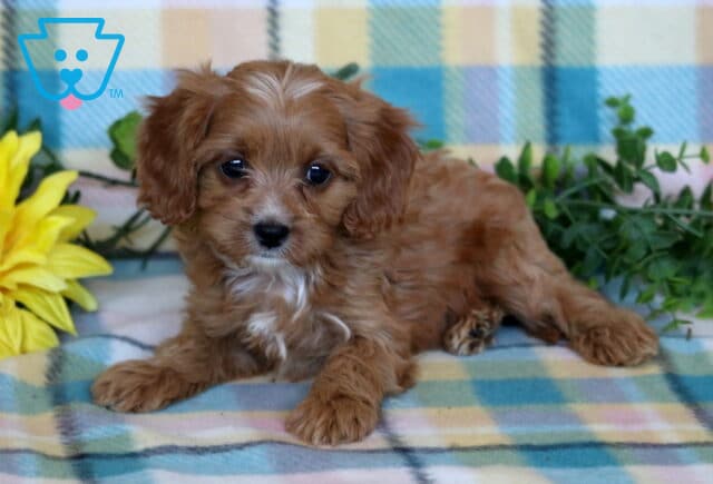 Red Cavapoo puppy with a soft wavy coat and white chest marking lying on a pastel plaid blanket beside a sunflower and leafy greenery. image