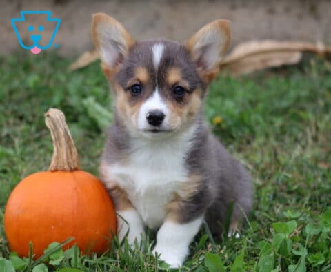Mia, a gray and tan Welsh Corgi puppy located in Quarryville, PA, sits in the grass beside an orange pumpkin, showing off her large upright ears, white facial markings, and adorable little paws.