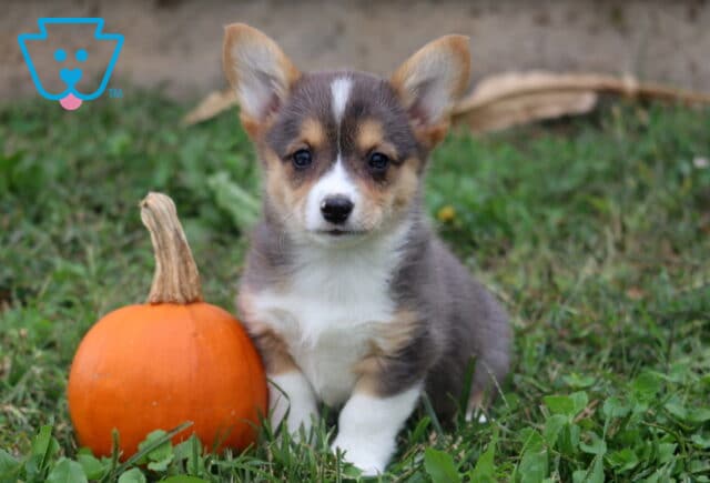Mia Corgi image