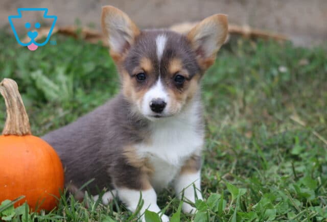 Mia Corgi2 image