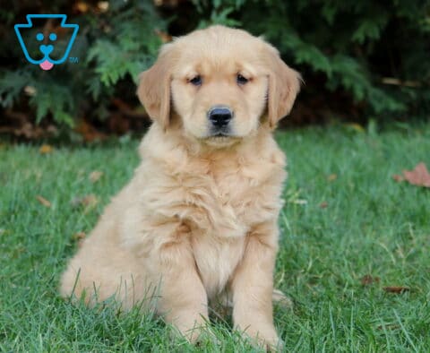 Mighty Golden