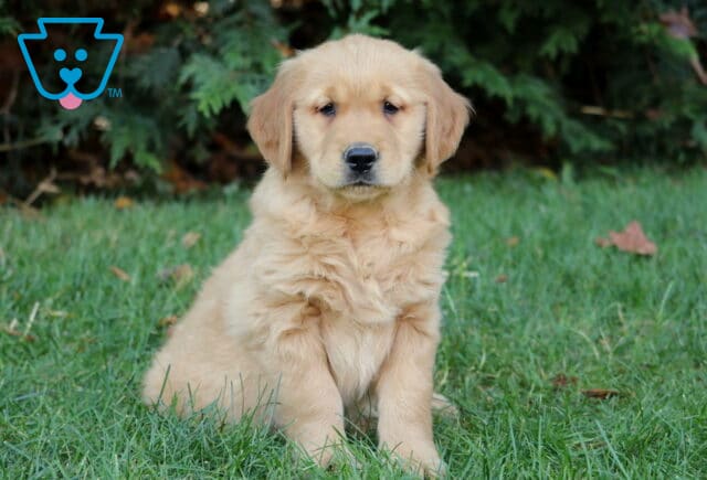 Mighty Golden image