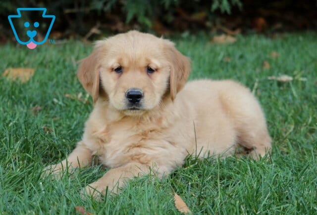 Mighty Golden2 image