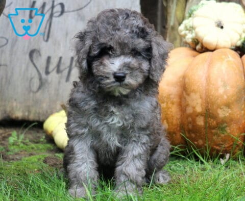 Mighty Mini Poodle