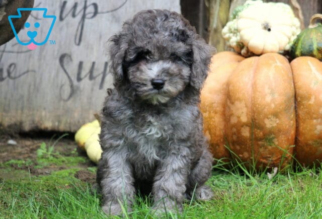 Mighty Mini Poodle image