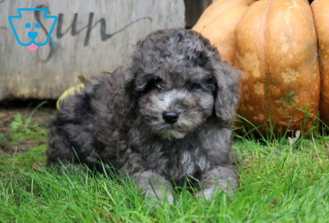 Mighty Mini Poodle2 image