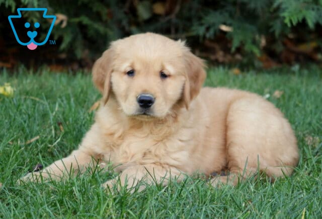 Mika Golden2 image