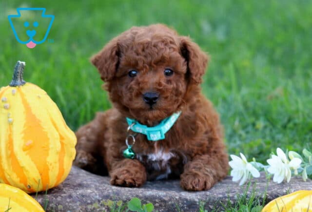Mika Toy Poodle image