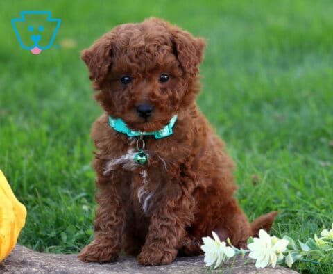 Mika Toy Poodle2