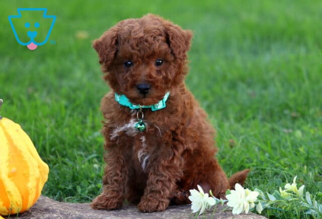 Mika Toy Poodle2 image