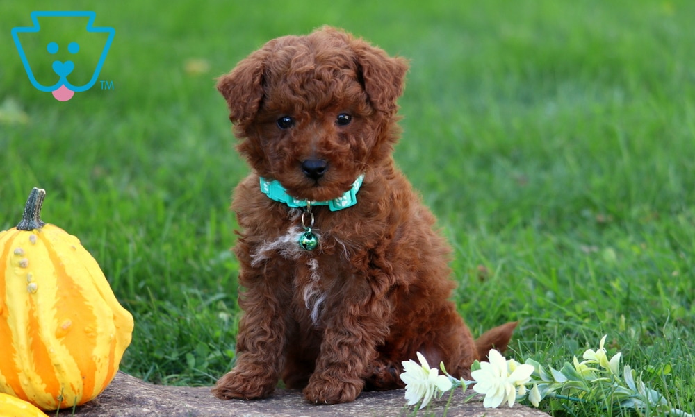 Mika (Toy Poodle, Male) in Honey Brook, PA