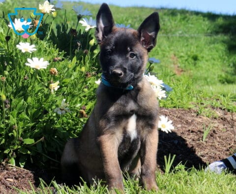 Milly, a beautiful Belgian Malinois puppy with a tan coat, black facial mask, upright ears, and a blue collar, sitting attentively beside blooming white daisies in Airville, PA.