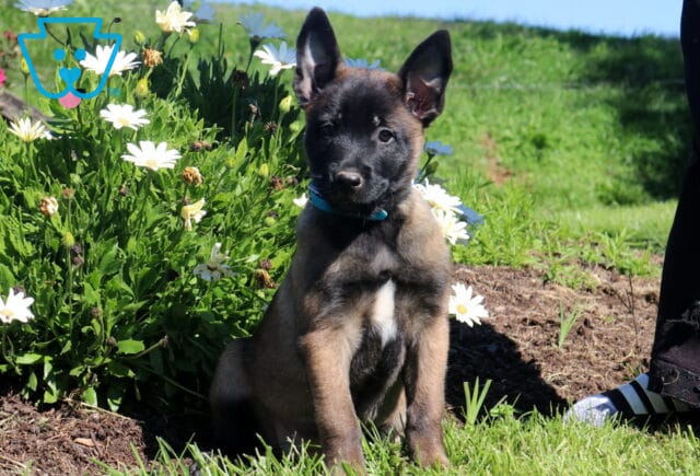 Milly Belgian image