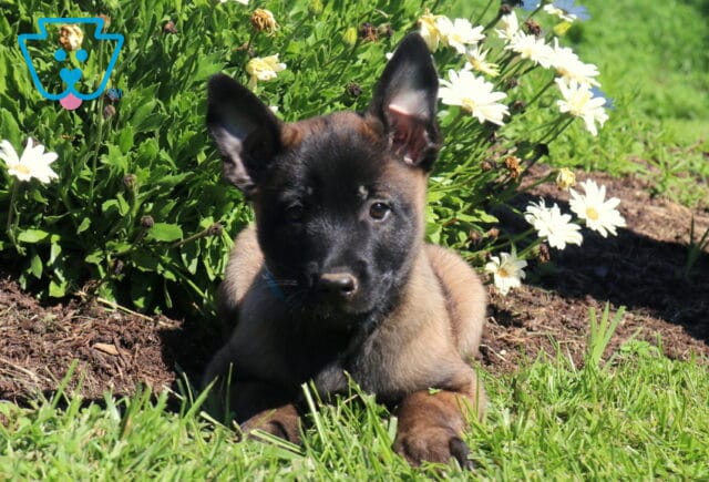 Milly Belgian2 image