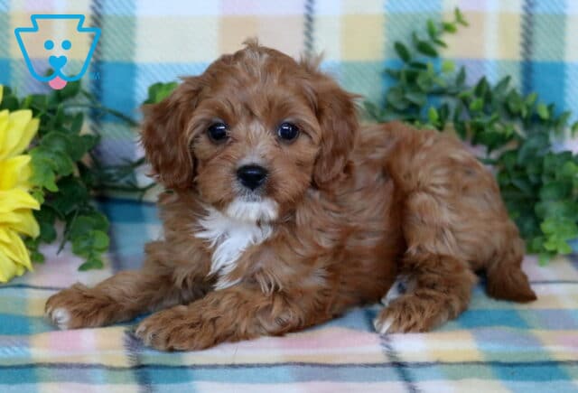 Red Cavapoo puppy with a white chest marking lying on a pastel plaid blanket beside a bright sunflower and leafy greenery. image