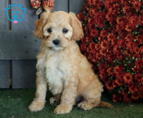 Light apricot Cavapoo puppy with a soft wavy coat sitting on green turf beside deep red autumn flowers and rustic wood.