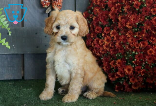 Light apricot Cavapoo puppy with a soft wavy coat sitting on green turf beside deep red autumn flowers and rustic wood. image