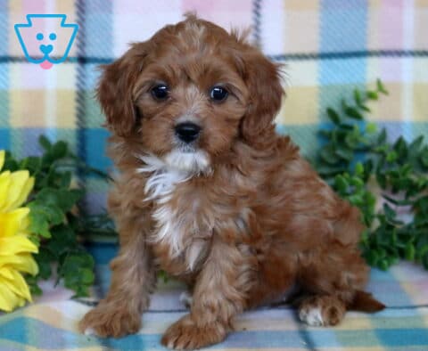 Red Cavapoo puppy with soft wavy fur and a white chest patch sitting on a pastel plaid blanket beside a bright sunflower and greenery.