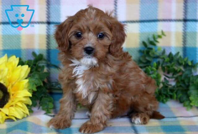 Red Cavapoo puppy with soft wavy fur and a white chest patch sitting on a pastel plaid blanket beside a bright sunflower and greenery. image