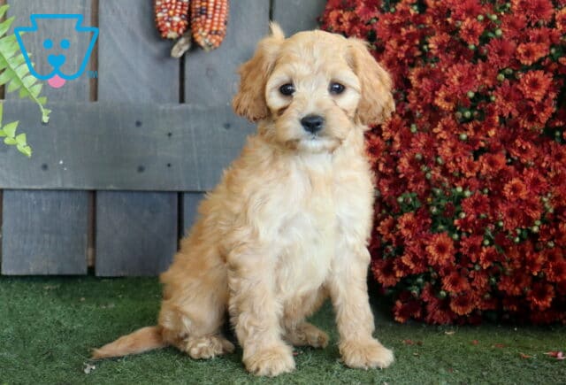 Creamy apricot Cavapoo puppy with a fluffy wavy coat sitting tall on green turf beside rich burgundy fall flowers and rustic wood. image