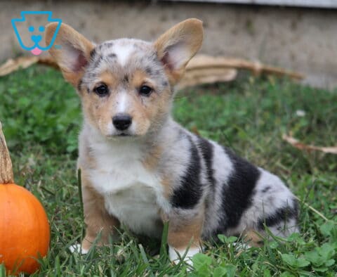 Milly is a blue merle Welsh Corgi puppy who is located in Quarryville, PA with large upright ears and a white chest sitting in green grass beside a bright orange pumpkin.