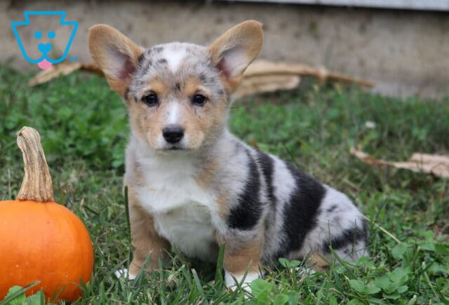 Milly Corgi image