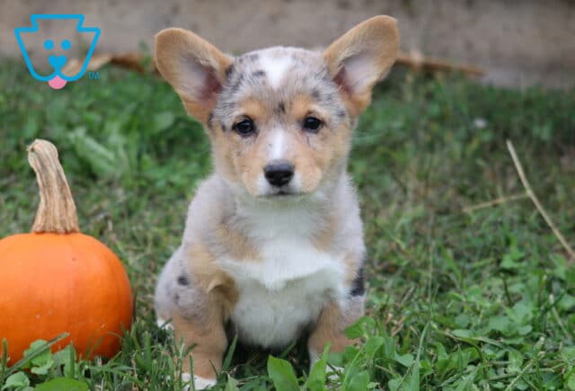 Milly Corgi2 image