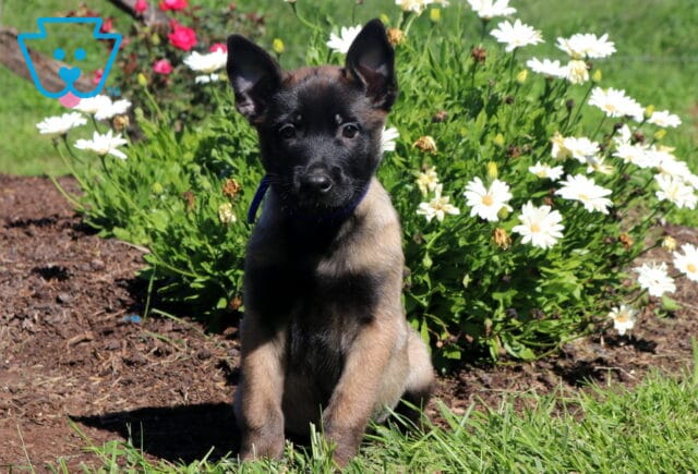 Milo Belgian image