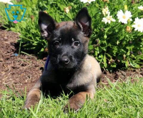 Milo Belgian2