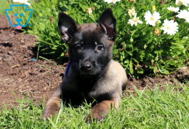 Milo Belgian2 image