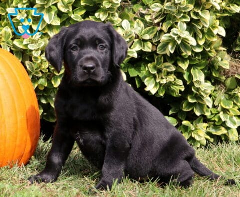 Black Labrador Retriever puppy sitting tall on green grass, looking directly at the camera beside a large orange pumpkin and lush variegated greenery.