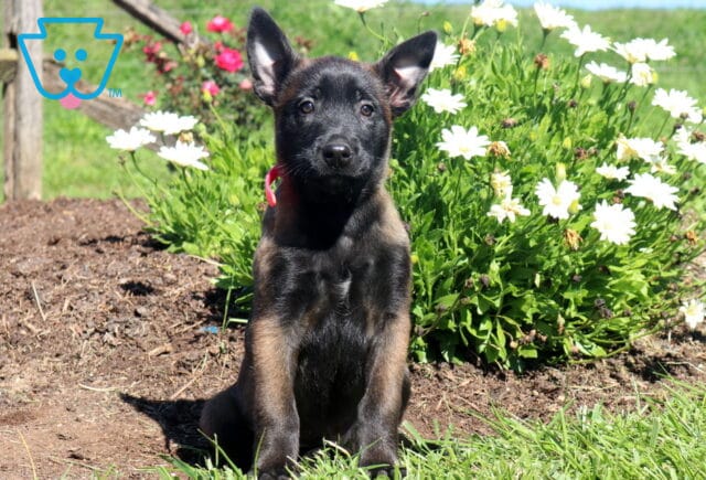 Mindy Belgian image