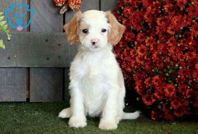 White Cavapoo puppy with apricot ears sitting upright on green turf beside deep red autumn flowers and rustic wood. image