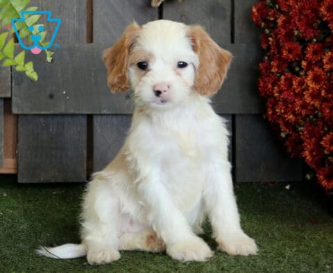 White Cavapoo puppy with apricot ears and a soft fluffy coat sitting on green turf beside rich red autumn flowers.