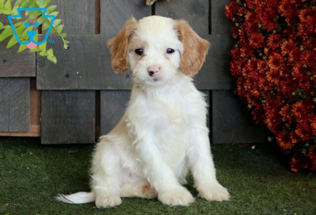 White Cavapoo puppy with apricot ears and a soft fluffy coat sitting on green turf beside rich red autumn flowers. image