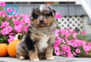 Mini Australian Shepherd