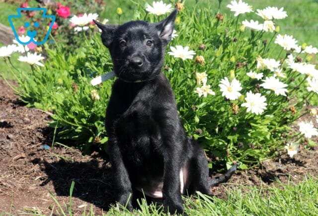 Minnie Belgian image