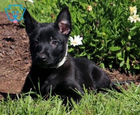 Minnie, a sleek black Belgian Malinois puppy with upright ears and a white collar, lounging in the green grass beside blooming white daisies in Airville, PA.