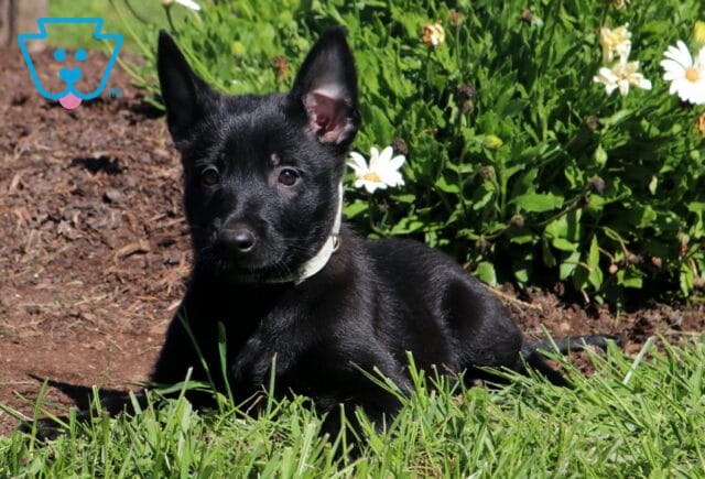 Minnie Belgian2 image