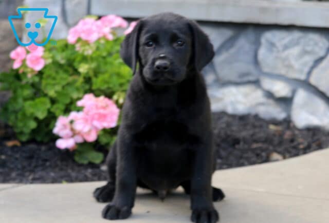Black Labrador Retriever puppy sitting tall and facing forward on a garden walkway, with floppy ears, gentle eyes, and vibrant pink flowers in the background. image