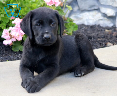 Black Labrador Retriever puppy lying on a concrete patio with its front paws crossed and head slightly turned, beside blooming pink flowers and a stone wall.