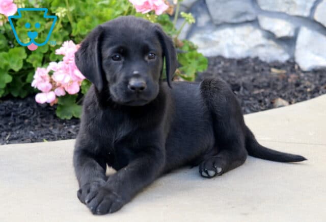 Black Labrador Retriever puppy lying on a concrete patio with its front paws crossed and head slightly turned, beside blooming pink flowers and a stone wall. image