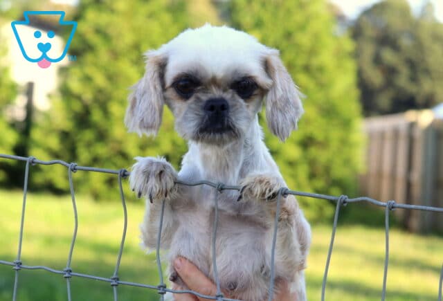 Moonbeam Shih Tzu Elmer & Linda Esh image