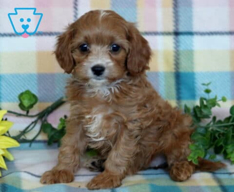 Red Cavapoo puppy with a soft wavy coat and white chest marking sitting on a pastel plaid blanket beside a sunflower and greenery.